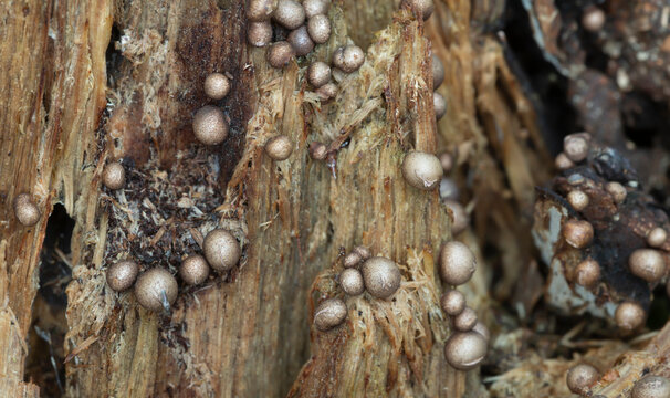 Wolf's milk, Lycogala epidendrum growing on birch wood