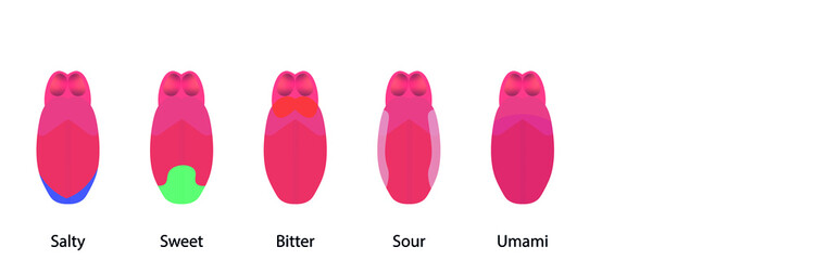 Tongue taste illustration. Different areas of a tongue tastes.