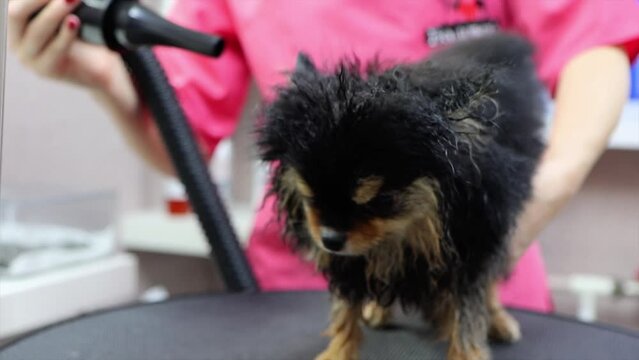 Front view of small Pomeranian blown dry by pet groomer in dog salon
