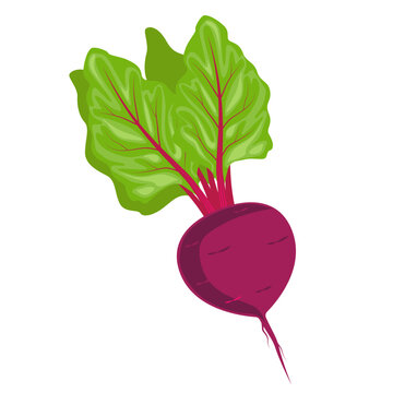 Vegetables beets in bed underground. Harvest and gardening theme. Vector illustration.