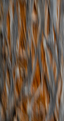 abstract motion blur of close up of tree with splitting bark special movement effect crested by intentional camera movement vertically with long time exposure fun with shutter speed rust and grey
