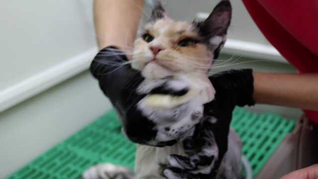 Close up of cat face quickly washed by groomer and stopped by owner not no let it escape
