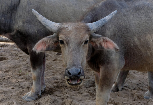 A Close Up Of A Buffalo With Horns And Floppy Pink Ears Staring At The Camera In Timor Leste, Southeast Asia