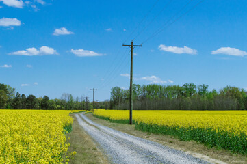 Fototapeta na wymiar Dirt road, yellow flowers.