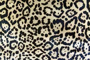 Schilderijen op glas Real skin texture of Leopard seamless pattern abstract feathered Leopard skin background pattern, Abstract animal skin leopard seamless pattern design. Jaguar, leopard, cheetah, panther fur. © Kalyakan