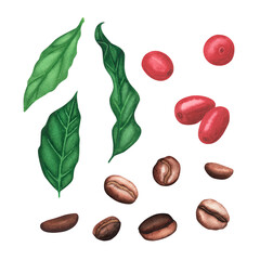 Set red coffee arabica , brown roasted beans, leaves, berries isolated on white background. Watercolor llustration