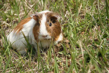こちらを見つめるモルモット