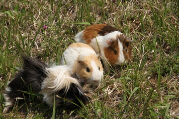 モルモット３従士