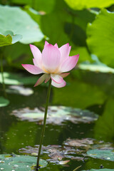 lotus flower plants in garden pond