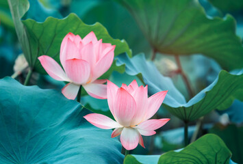 lotus flower plants in garden pond - obrazy, fototapety, plakaty