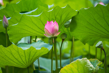 lotus flower plants in garden pond - obrazy, fototapety, plakaty