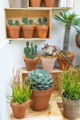 cactus in wooden pots placed on the garden