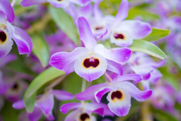 Dendrobiinae is an orchid subtribe of the tribe Dendrobieae, in the subfamily Epidendroideae of the...
