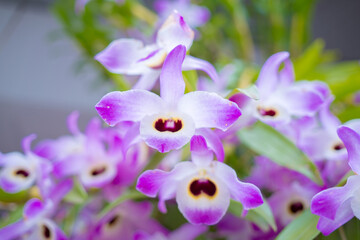 Dendrobiinae is an orchid subtribe of the tribe Dendrobieae, in the subfamily Epidendroideae of the...
