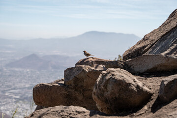 Chincol Rufous-collared sparrow gazing into the distance on a boulder on a mountain top