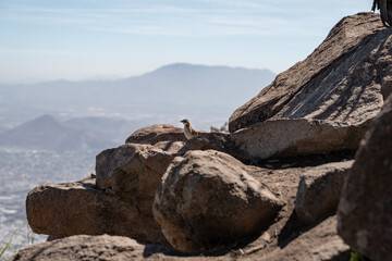Chincol Rufous-collared sparrow looking sideways and perched on a rock on a mountain top