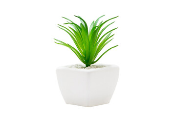 Indoor plant isolated on a white background