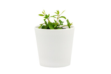 Indoor plant isolated on a white background