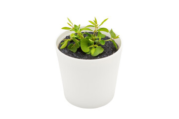 Indoor plant isolated on a white background