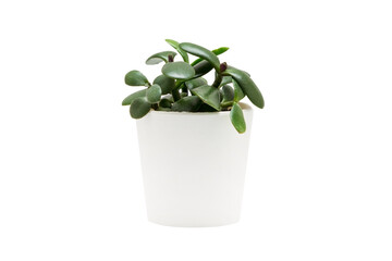Indoor plant isolated on a white background