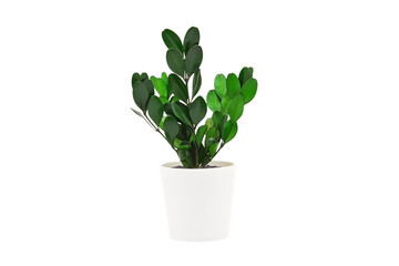 Indoor plant isolated on a white background