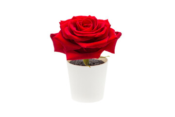 Indoor plant isolated on a white background