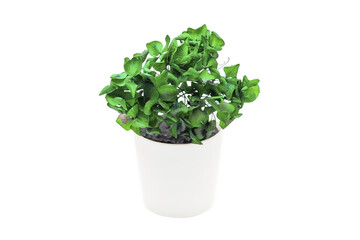 Indoor plant isolated on a white background