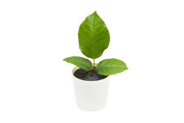 Indoor plant isolated on a white background