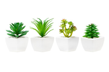 Indoor plant isolated on a white background
