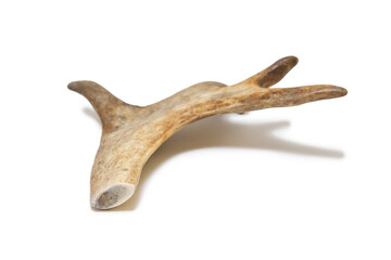 Antlers of a deer on a white background