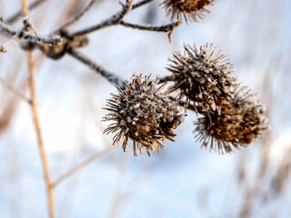 dry burdock seed in winter, macro, narrow focus area