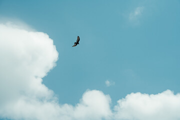 Vertical view from below of bird flying with blue sky and clouds.