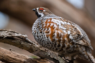 エゾライチョウ　蝦夷雷鳥　北海道　苫小牧研究林