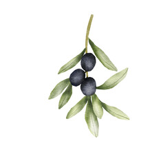 Olive branch watercolor drawing. Hand drawn illustration with olive leaves isolated on white background. Food of mediterranean cuisine