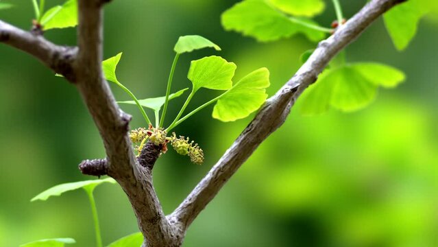 Tokyo, Japan - April 18, 2022: Male flowers of ginkgo biloba
