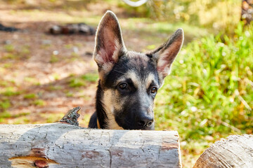 Dog German Shepherd on nature landscape in an autumn or summer day