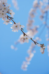 cherry blossom in spring against sky
