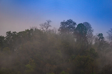 Misty jungle in Asia has sunrises evaporating morning dew Chiang Mai