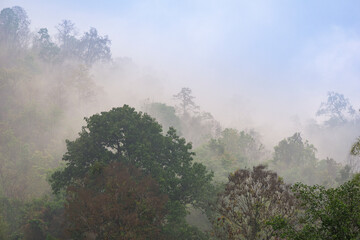 Misty jungle in Asia has sunrises evaporating morning dew Chiang Mai