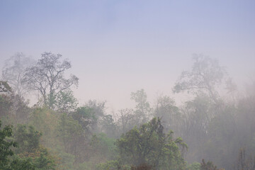 Misty jungle in Asia has sunrises evaporating morning dew Chiang Mai