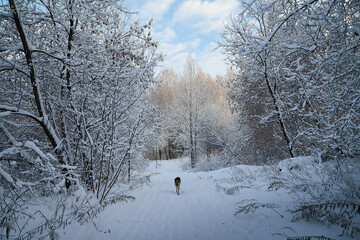 Winter landscape with forest full of snow covered trees and dog on the path in a cold day