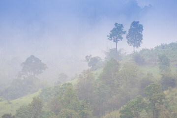 Misty jungle in Asia has sunrises evaporating morning dew Chiang Mai
