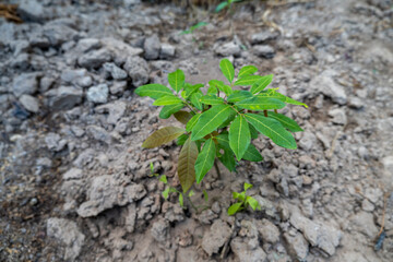 A small longan plant, growing up, formed by seeds