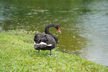 Naklejka premium black swan on the river | Cygnus atratus | 黑天鵝