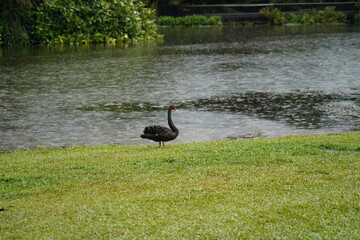 black swan on the river  | Cygnus atratus | 黑天鵝