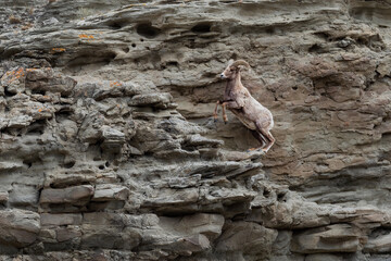 A big horn sheep leaps up a steep mountain in Montana