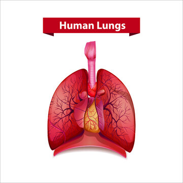 Human Lungs Vector Illustration