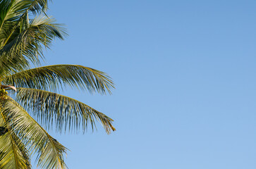 Coconut leaves against blue sky background with space