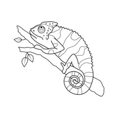 Obraz premium Stock vector chameleon sitting on a tree branch black and white outline hand drawn illustration