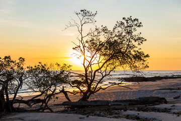 Large tree on the beach during a sunset in Costa Rica